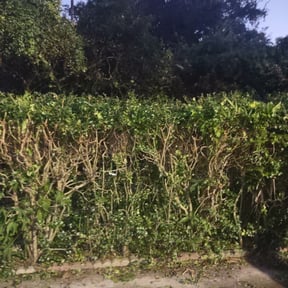 Bush Trimming by Foresight Landscape Maintenance and Design reviewed on August 20, 2025