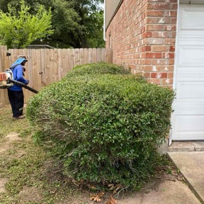Bush Trimming by Toolegit lawn service reviewed on August 21, 2025