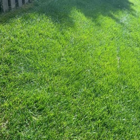 landscaping services by David Peters reviewed on August 21, 2025
