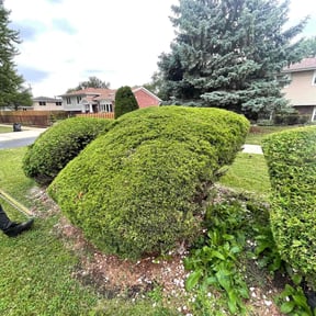 Bush Trimming by Quick cutz reviewed on November 23, 2025