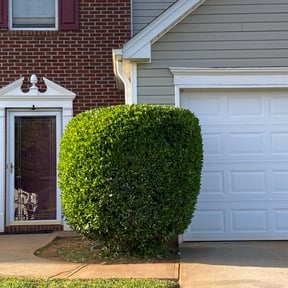 Bush Trimming by YCF Property Maintenance &amp; Contracting Services reviewed on May 5, 2025