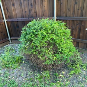 Bush Trimming by Gary Wright landscaping reviewed on August 21, 2025