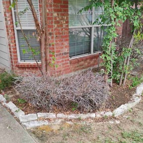 Bush Trimming by B & N Straight Edge Lawn Care LLC reviewed on August 16, 2025