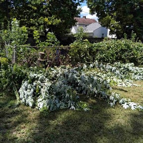 Bush Trimming by Amazing Grazing reviewed on October 19, 2025