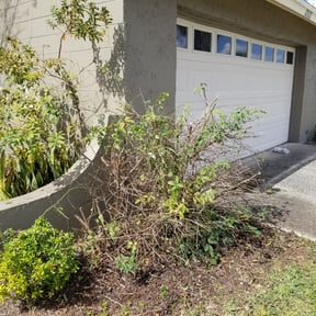 Bush Trimming by Roth Mowing reviewed on August 19, 2025