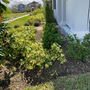 Bush Trimming by Girasoles lawn care reviewed on August 17, 2025