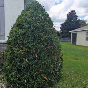 Bush Trimming by Flo-Mow Exterior Restorations reviewed on August 19, 2026