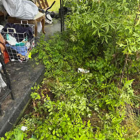 Flower Bed Weeding by Little service's LLC reviewed on May 24, 2026