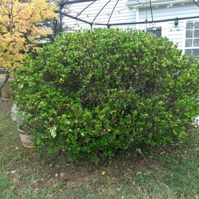 Bush Trimming by Herb & G'iants' Lawn Care L.L.C. reviewed on August 17, 2025