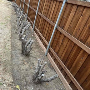 Flower Bed Weeding by Affordable Lawncare Service reviewed on August 18, 2025