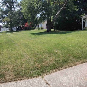 turf maintenance by Pinedas lawn mowing pro reviewed on June 28, 2025