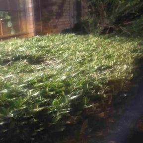 turf maintenance by Mj.s Handyman services reviewed on November 1, 2023