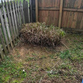 Bush Trimming by Billy Stone reviewed on December 8, 2025