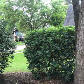 Bush Trimming by Willie's Mobile Lawn Services reviewed on August 16, 2025