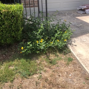 Bush Trimming by S&T OutDoors Solutions reviewed on August 16, 2025