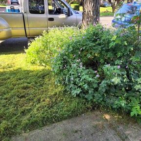 Leaf Removal by Grazers Lawn and Landscape reviewed on September 9, 2025