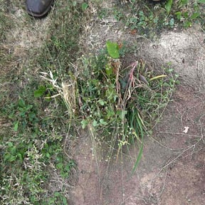 Flower Bed Weeding by Yard Gnomes Lawn Care reviewed on October 24, 2025