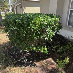 Bush Trimming by Bros Lawn service reviewed on April 20, 2026