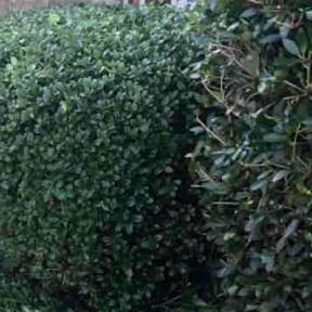 Bush Trimming by R&amp;A Landscaping reviewed on November 9, 2017