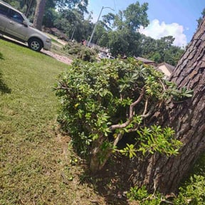 Bush Trimming by Mr.Carter's Landscaping reviewed on October 22, 2025