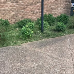 Bush Trimming by S &amp; G Landscaping, Inc. reviewed on October 21, 2024