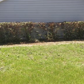 Bush Trimming by Fleur De Lis Landscaping reviewed on August 18, 2025
