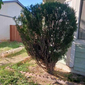 Bush Trimming by Good & Green Grounds Maintenance LLC reviewed on August 15, 2025