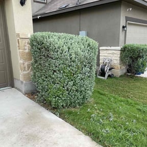 Bush Trimming by Mendoza lawn services reviewed on August 15, 2025