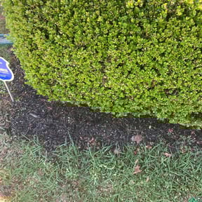 Bush Trimming by CDLandscapingFL reviewed on August 19, 2025