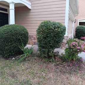 Bush Trimming by Access LawnCare reviewed on April 27, 2026