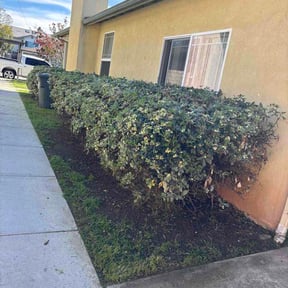 Bush Trimming by South Bay Mowing reviewed on April 1, 2026