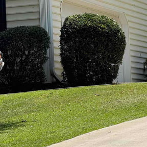 Bush Trimming by Elite Miller Express reviewed on August 30, 2026