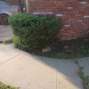 Bush Trimming by Britestone Restoration &amp; Powerwash LLC reviewed on November 9, 2017