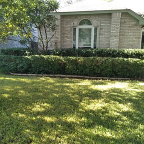 Bush Trimming by Milos lawncare and landscaping reviewed on August 19, 2025
