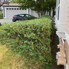 Bush Trimming by Thatsmydadlawncarellc reviewed on August 21, 2025