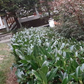 Bush Trimming by The Elite Wash & Service LLC reviewed on August 20, 2025