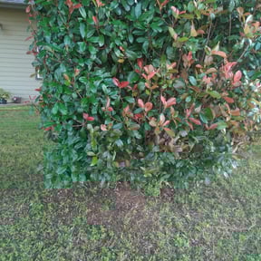 Bush Trimming by C Dirt Free Cleaning Services reviewed on August 21, 2025