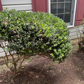 Bush Trimming by The Lawn Cypress reviewed on August 17, 2025