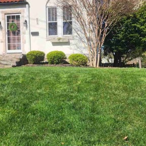 yard service by Blue Dyamond Land Services LLC reviewed on August 20, 2025