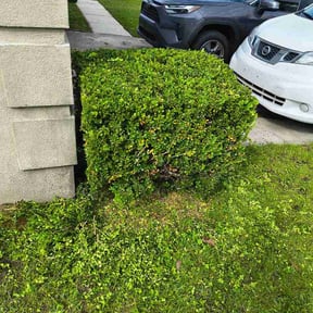 Bush Trimming by Morton &amp; Sons Home and Lawn Care reviewed on March 29, 2026
