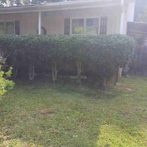 Bush Trimming by Big O Mows Landscaping reviewed on August 16, 2025