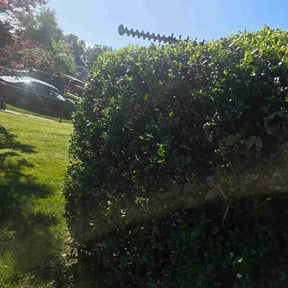 Bush Trimming by Jared and sons reviewed on June 1, 2026