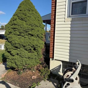 Bush Trimming by Roadrunner lawn care services  reviewed on November 8, 2025