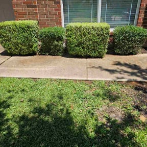 Bush Trimming by Lakewood Lawn Services reviewed on November 19, 2025