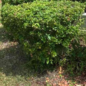 Bush Trimming by SASQUATCH SERVICES reviewed on August 16, 2025