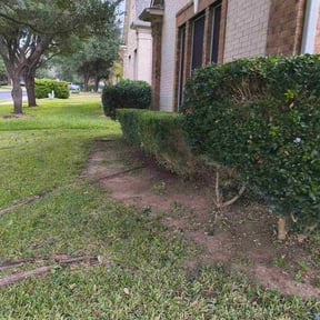 Bush Trimming by AG Services reviewed on July 10, 2026
