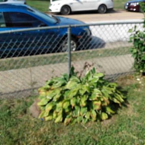 Bush Trimming by Striking Precision lawn service reviewed on August 21, 2025