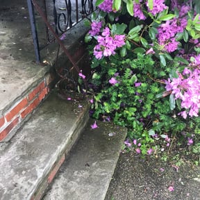 Bush Trimming by Fazal Management Group LLC reviewed on August 18, 2025