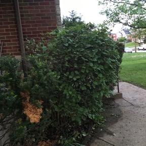 Bush Trimming by K and G lawncare reviewed on August 15, 2025