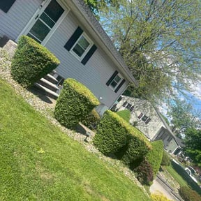 Bush Trimming by Pristine Outdoor Services llc reviewed on May 13, 2026